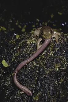 Pulling: Bullfrog Eating Worm