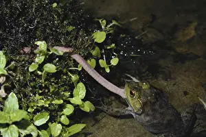 Pulling: Bullfrog Eating Worm