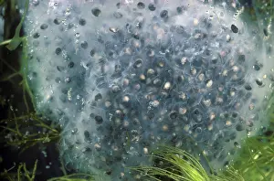 Ranidae: Bullfrog Eggs