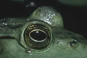 Catesbeianus: Bullfrog Eye
