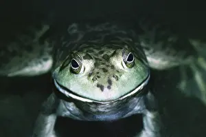 Lithobates: Bullfrog, female