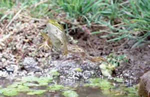 Hopping: Bullfrog Leaping