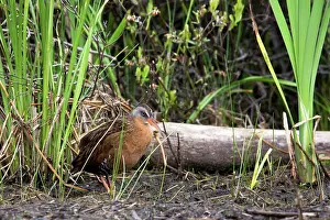 Bullfrogs: Bullfrog on a log