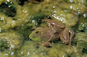 Mutation: Bullfrog Missing Eye