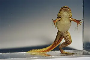 Developmental: Bullfrog Missing Leg