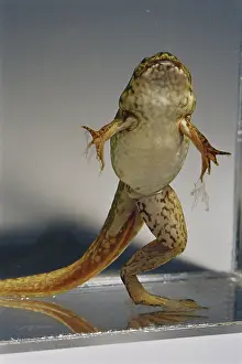 Developmental: Bullfrog Missing Leg