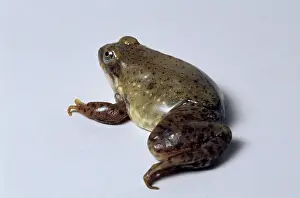 Mutation: Bullfrog Missing Leg