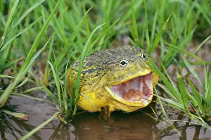 Adspersus: BULLFROG - MOUTH OPEN