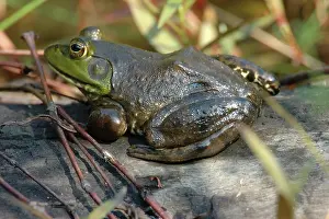 Catesbeianus: Bullfrog (Rana catesbeiana)