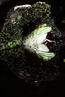 Catesbeiana: Bullfrog (Rana catesbeiana)