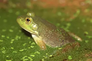 Catesbeiana: Bullfrog (Rana catesbeiana)