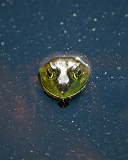 Ranidae: Bullfrog, Rana catesbeiana, Stanley Park