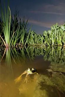 Ranidae: Bullfrog, Rana catesbeiana, Stanley Park