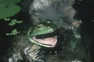 Catesbeianus: Bullfrog Shedding