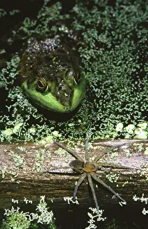 Dolomedes: Bullfrog with Six-spotted Fishing Spider