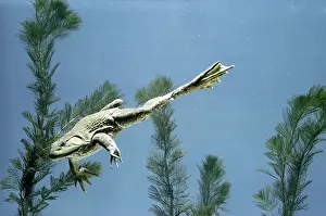 Catesbeiana: Bullfrog Swimming