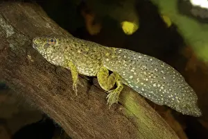 Tadpoles: Bullfrog Tadpole