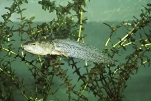 Lifecycle: Bullfrog Tadpole