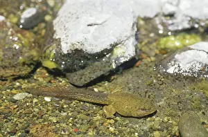 Lifecycle: Bullfrog Tadpole