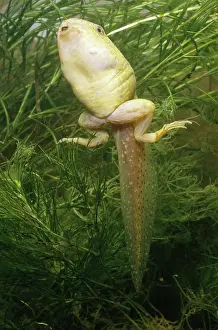 Lifecycle: Bullfrog Tadpole