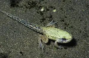 Catesbeianus: Bullfrog Tadpole