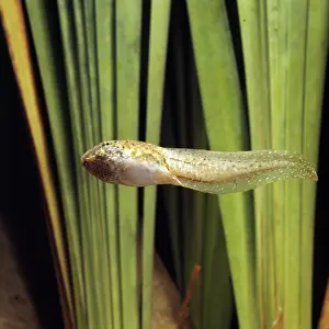 Anurans: Bullfrog Tadpole