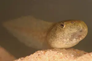 Anurans: Bullfrog Tadpole
