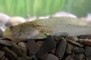 Catesbeiana: Bullfrog tadpole