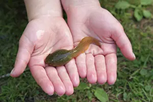 Catesbeiana: Bullfrog Tadpole