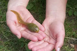Catesbeiana: Bullfrog Tadpole