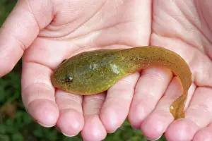 Catesbeiana: Bullfrog Tadpole