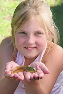 Catesbeiana: Bullfrog Tadpole
