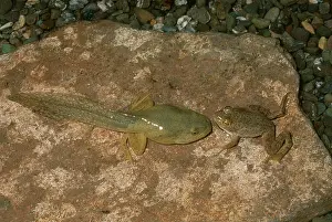 Lifecycle: Bullfrog and Tadpole