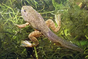 Ohio: Bullfrog Tadpole