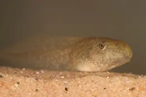 Herps: Bullfrog Tadpole