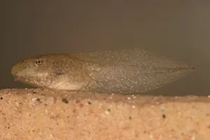 Herps: Bullfrog Tadpole