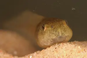 Herps: Bullfrog Tadpole