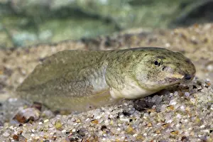 Ranidae: Bullfrog Tadpole