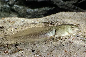 Ranidae: Bullfrog Tadpole