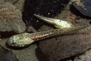 Catesbeiana: Bullfrog Tadpoles