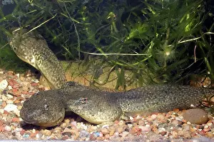 Lifecycle: Bullfrog Tadpoles (Rana catesbeiana)