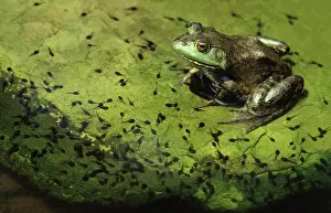 Tadpoles: Bullfrog and Toad Tadpoles