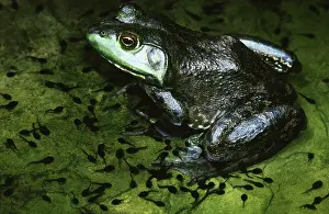 Tadpoles: Bullfrog and Toad Tadpoles