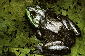 Tadpoles: Bullfrog and Toad Tadpoles