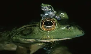 Catesbeiana: Bullfrog and Treefrog