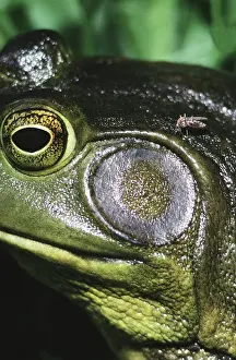 Catesbeianus: Bullfrog tympanum
