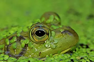 Catesbiana: Bullfrog - in water