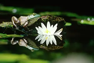 Catesbeiana: Bullfrog and Water Lily