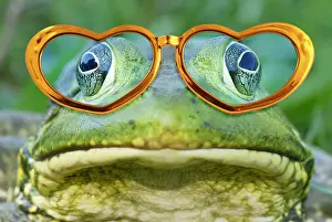 Glasses: Bullfrog wearing gold spectacles