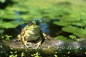 Catesbeiana: Bullfrog wearing sunglasses